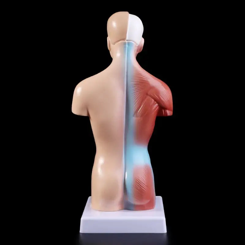 Human Torso Body Model Anatomy Anatomical Medical Internal Organs for Teaching